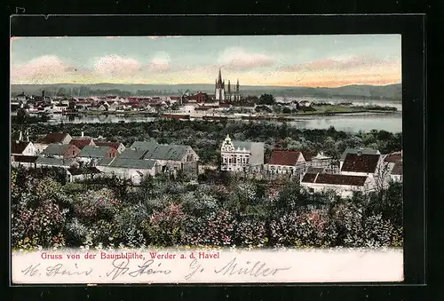 AK Werder an der Havel, Ortsansicht in der Baumblüte