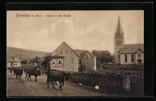 AK Braunlage / Harz, Partie an der Kirche, Rinderherde