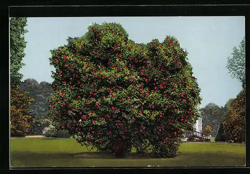 AK Pillnitz, Der japanische Camelienbaum im Schlossgarten