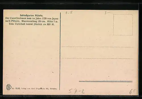 AK Pillnitz, Der japanische Camelienbaum im Schlossgarten