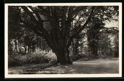 AK Stubbenkammer auf Rügen, Ansicht der Herthabuche