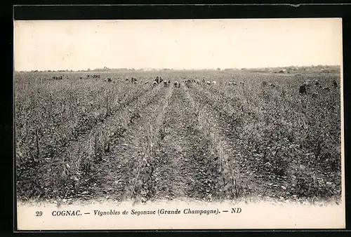 AK Cognac, Vignobles de Segonzac