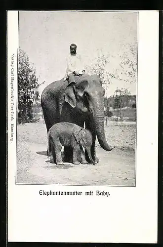 AK Elephantenmutter mit Baby, Völkerschau