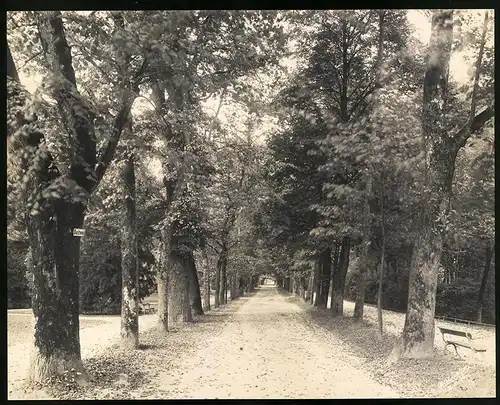 Fotografie Gustav Salzer, Baden-Baden, Ansicht Baden-Baden, Lichtenthaler Allee mit Reitweg, Grossformat 27 x 21cm