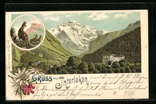 Lithographie Interlaken, Berghotel in bewaldeter Gebirgslandschaft mit Gämsen