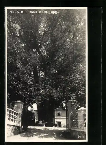 AK Millstatt, 1000 jährige Linde