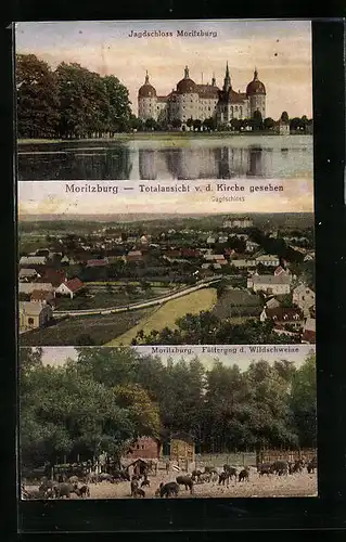 AK Moritzburg, Jagdschloss, Totalansicht v. d. Kirche gesehen, Fütterung der Wildschweine