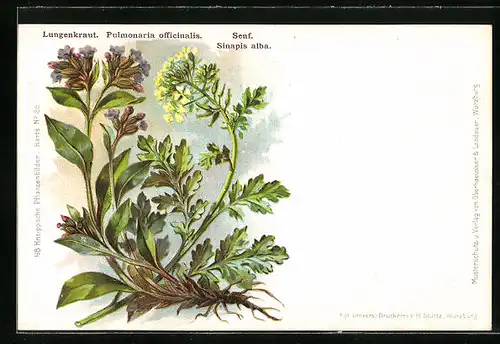 AK Heilpflanzen Senf und Lungenkraut