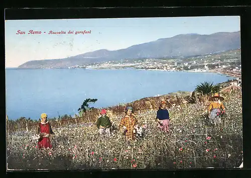 AK San Remo, Raccolta dei garofani