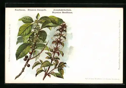 AK Faulbaum (Rhamus frangula) und Josephskräutlein (Ocymum Basilicum)