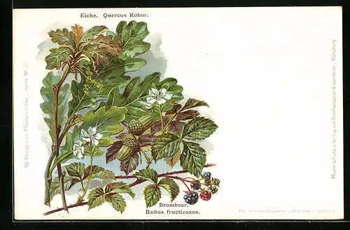 AK Eiche (Quercus Robur), Brombeer (Rubus fructicosus)