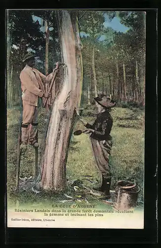 AK La Cote d`Argent, Résiniers Landais dans la grande forêt domaniale récoltant la gemme et incisant les pins