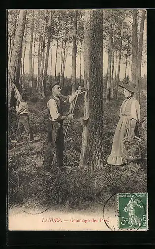 AK Landes, Gemmage des Pins