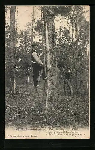 AK Landes, Forstarbeiter bei der Harzgewinnung