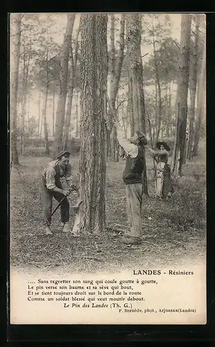 AK Landes, Harzgewinnung im Kiefernwald