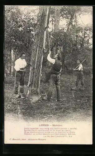 AK Landes, Harzgewinnung im Kiefernwald