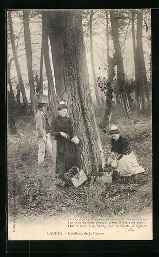 AK Landes, Cueillette de la Résine