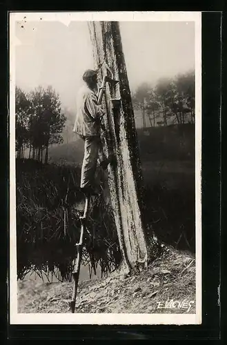 AK Forêt de Biscarosse, Gemmage au Pitè au bord des lagunes