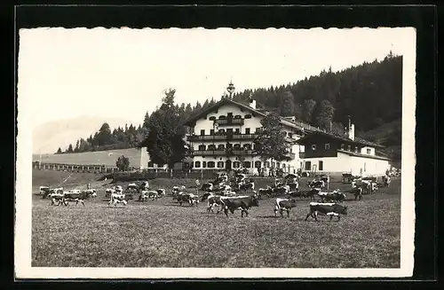 AK Kitzbühel, Hotel Brunnhof mit Kuhweide