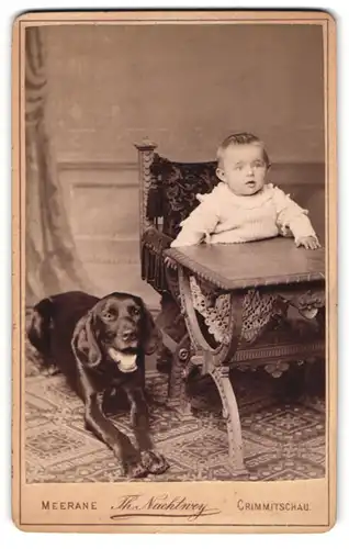 Fotografie Th. Nachtwey, Meerane, Kleinkind am Tisch sitzend mit schwarzem Hund zu Füssen