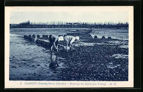 AK Claouey, Ramassage des huitres pour le triage