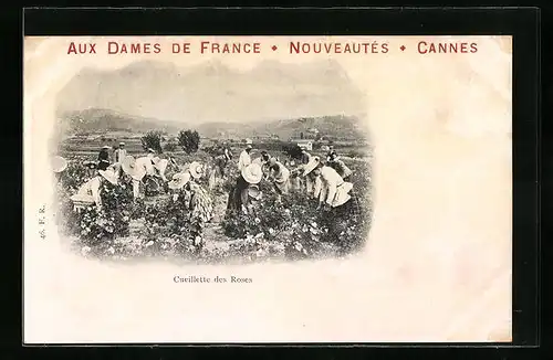 AK Cannes, Cueillette des Roses, Aux Dames de France, Nouveautés