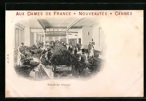 AK Cannes, Travail des Mimosas, Aux Dames de France, Nouveautés