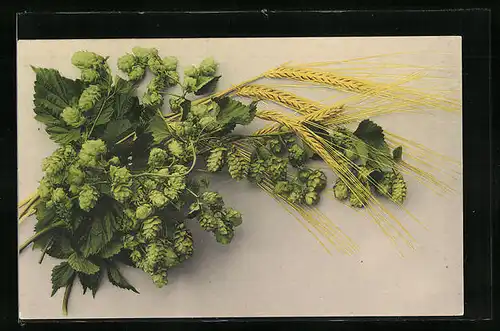 AK Hofpenpflanze und Getreideähren