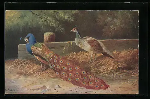 Künstler-AK Alfred Schönian: Pfau und Henne