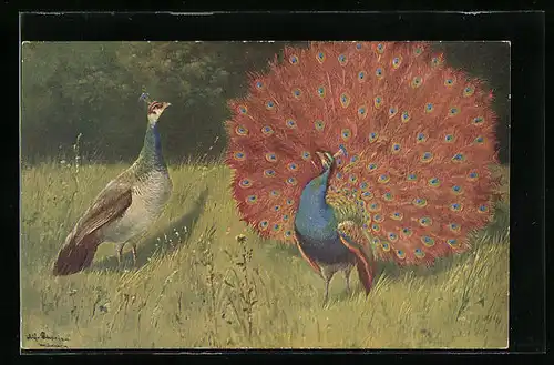 Künstler-AK Alfred Schönian: Pfau mit aufgespreiztem Federkleid