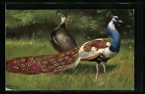 Künstler-AK Alfred Schönian: Pfau und Henne auf einer Wiese