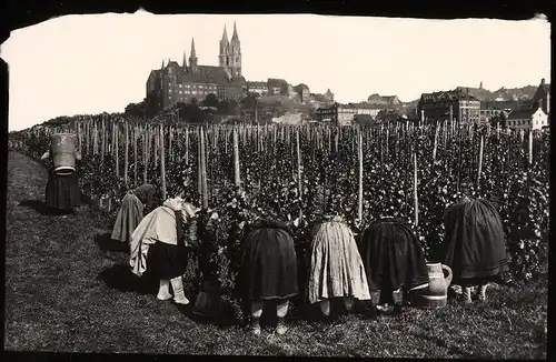 Fotografie Brück & Sohn Meissen, Ansicht Meissen i. Sa., Frauen bei der Weinlese auf dem Ratsweinberg