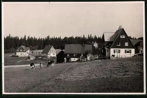 Fotografie Brück & Sohn Meissen, Ansicht Oberbärenburg i. Erzg., Ortsansicht mit Kuhweide und Wohnhäusern