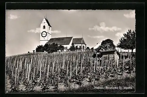 AK Hallau, Bergkirche St. Moritz mit Weinreben