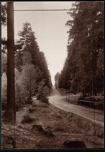 Fotografie Brück & Sohn Meissen, Ansicht Grillenburg, Waldweg im Grillenburger Wald