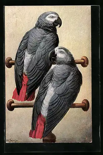 Künstler-AK Alfred Schönian: Zwei graue Papageien auf Stangen