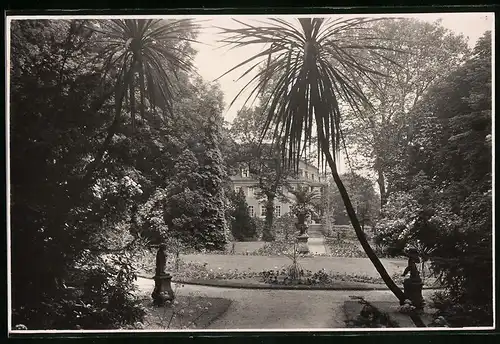 Fotografie Brück & Sohn Meissen, Ansicht Lichtenwalde, Blick durch die Palmen auf das Schloss