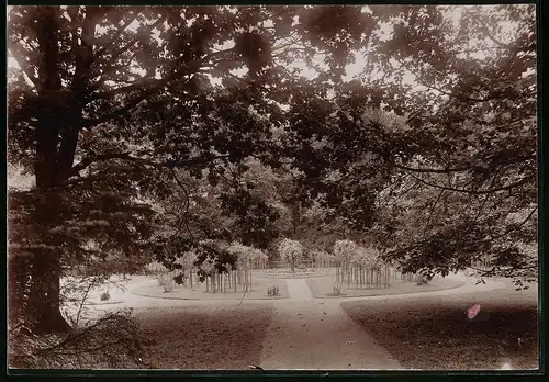 Fotografie Brück & Sohn Meissen, Ansicht Grossenhain i. Sa., Partie im Stadtpark mit Blick auf das Rosarium