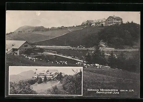 AK Solothurn, Kurhaus Weissenstein u. Solothurner Jura, Panorama mit weidenden Kühen