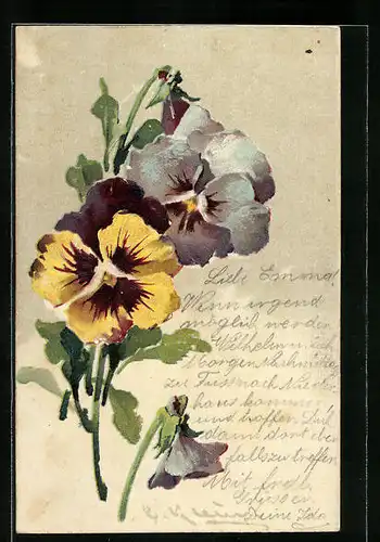 Künstler-AK Catharina Klein: Blühende Stiefmütterchen