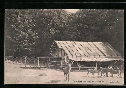 AK Winterthur, Bruderhaus im Wildpark mit Hirschen