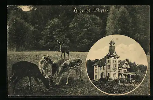 AK Langenthal, Wildpark, Rehe und Gebäude