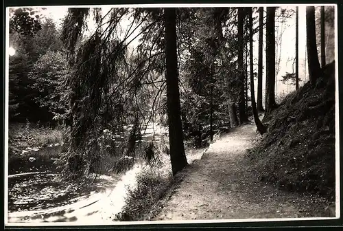 Fotografie Brück & Sohn Meissen, Ansicht Krummenhennersdorf, Waldpartie an der Grabentour