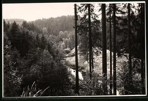 Fotografie Brück & Sohn Meissen, Ansicht Krummenhennersdorf, An der Grabentour im Wald