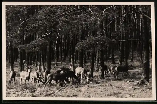 Fotografie Brück & Sohn Meissen, Ansicht Moritzburg b. Meissen, grasendes Rotwild im Wildpark des Jagdschlosses