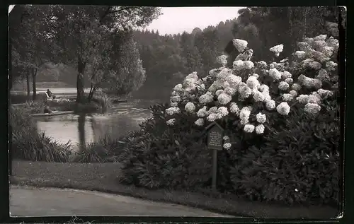Fotografie Brück & Sohn Meissen, Ansicht Bad Elster, Partie im Park am Goldelteich mit blühenden Blumen