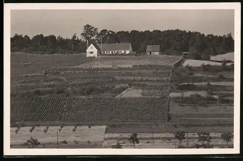 Fotografie Brück & Sohn Meissen, Ansicht Golk, Blick auf die Winzerei und die Weinberge