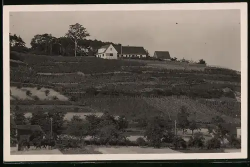 Fotografie Brück & Sohn Meissen, Ansicht Golk, Blick auf die Weinberge mit der Winzerei