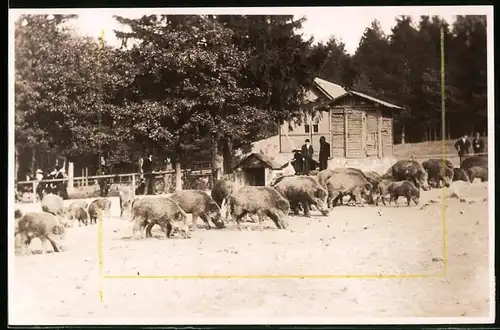 Fotografie Brück & Sohn Meissen, Ansicht Moritzburg b. Meissen, Partie im Wildpark des Jagdschloss, Wildschweine