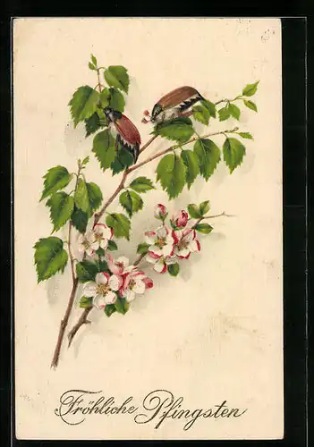 Künstler-AK Zwei Maikäfer auf Birkenzweig mit Obstblütenzweig, Pfingstgruss